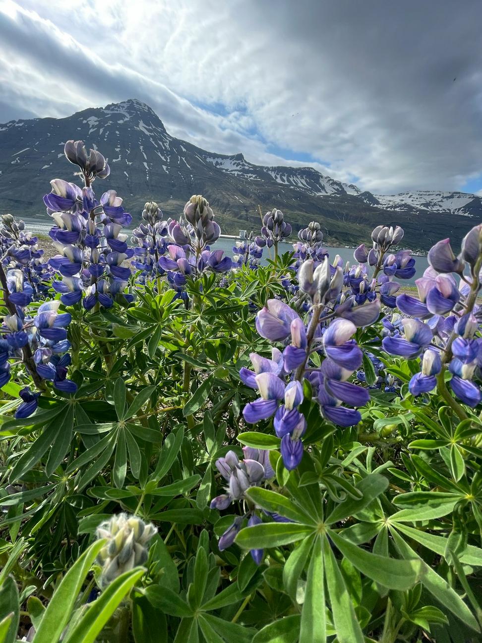 Alpine Essence Facial
